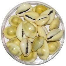 कौड़ी 11 नग